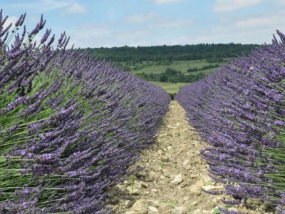 Villa Peaceful Valley View Villa - Environment photo 39