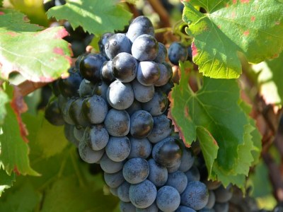 Villa Comfortable villa with swimming pool - Environment photo 33