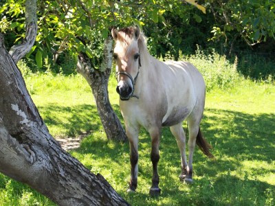 Holiday house Schönes Ferienhaus mit Swimmingpool - Environment photo 53