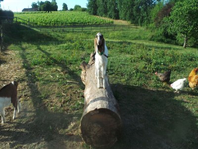 Holiday house Schönes Ferienhaus mit Swimmingpool - Outdoor photo 59