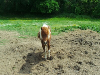 Holiday house Schönes Ferienhaus mit Swimmingpool - Outdoor photo 62