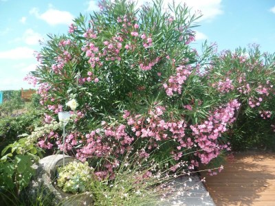 Holiday house Schönes Ferienhaus mit Swimmingpool - Outdoor photo 68