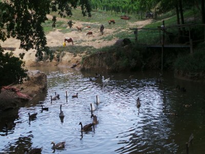 Holiday house Schönes Ferienhaus mit Swimmingpool - Outdoor photo 71