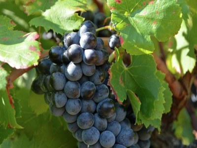 Villa Wunderschönes Bauernhaus mit Pool und Garten - Outdoor photo 37