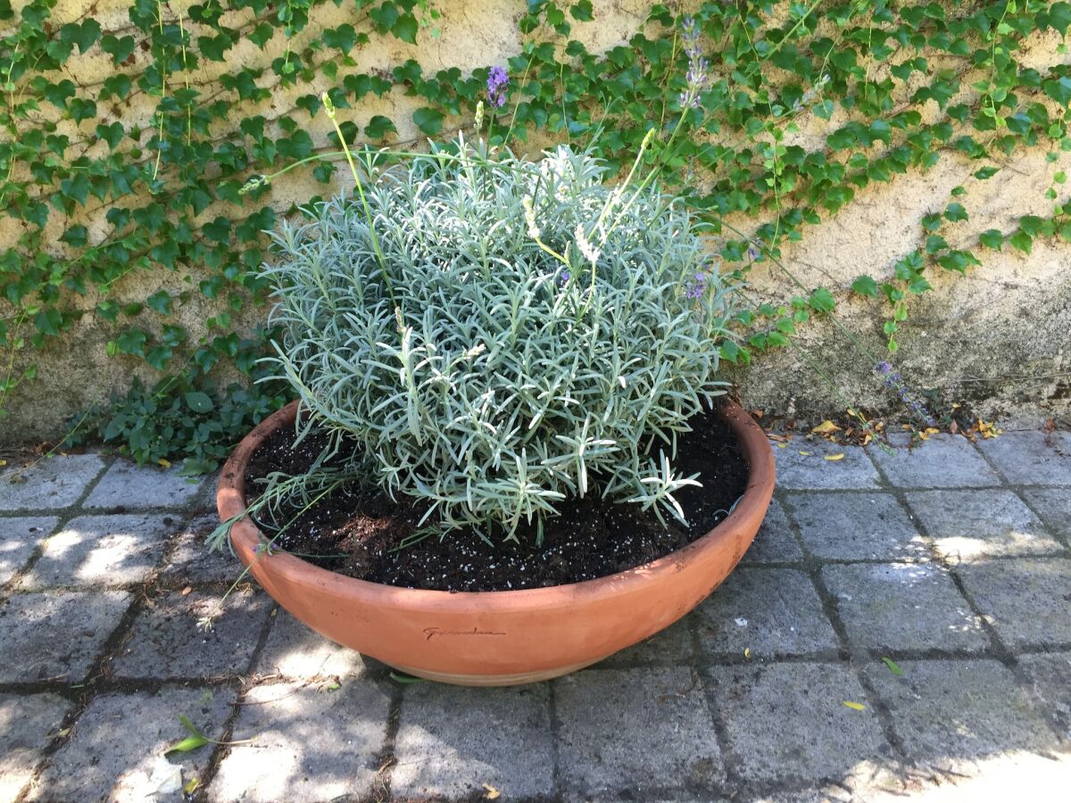 Holiday house Old wine storehouse with terrace and garden - Outdoor photo 5