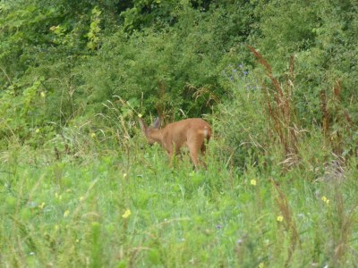 Farmhouse Ferienhaus in einem alten abgelegenen Bauernhaus - Outdoor photo 6