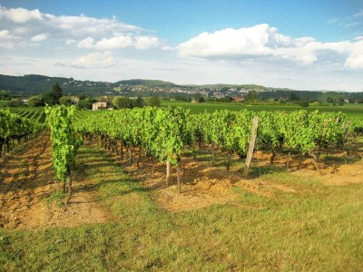 Villa Ruhige Villa in Calamane mit privatem Pool - Environment photo 35
