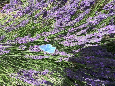 Villa Ruhige Villa in Calamane mit privatem Pool - Outdoor photo 39