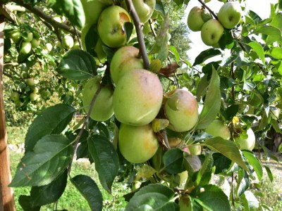 Holiday house Ferienhaus mit privatem Pool in Montcléra - Outdoor photo 36