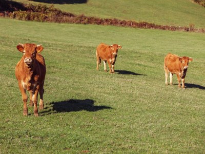 Holiday house Cosy holiday home near the Causses du Quercy - Environment photo 35