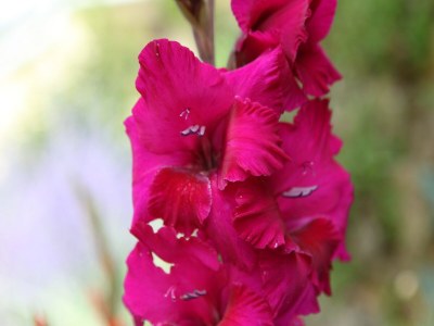 Holiday house Saint-Sauveur Hideaway - Outdoor photo 40