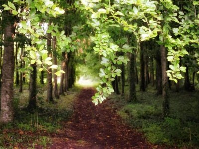 Holiday house Family Escape with Terrace - Environment photo 34