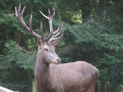Holiday house Forest Retreat in Vosges - Environment photo 34
