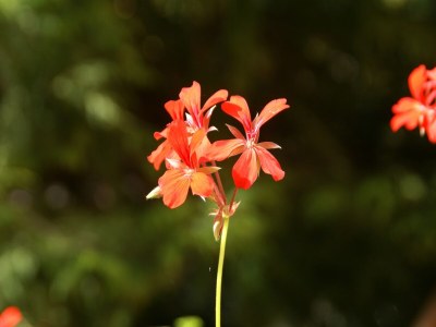 Holiday house Forest Retreat in Vosges - Outdoor photo 38