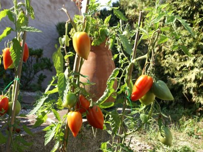 Holiday house Holiday home in Vic-sur-Seille near the forest - Outdoor photo 6