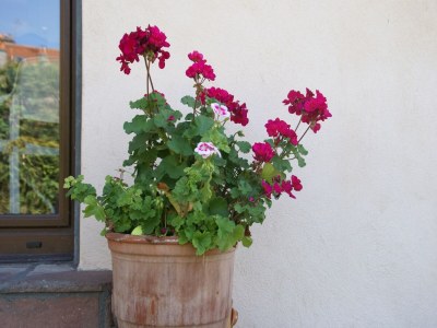 Holiday house Holiday home in Vic-sur-Seille near the forest - Outdoor photo 37