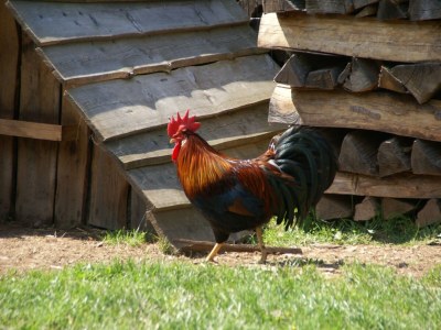 Holiday house Holiday Home in Walscheid near Forest & Lakes - Outdoor photo 38