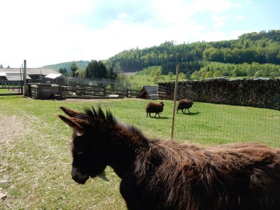 Holiday house Holiday Home in Walscheid near Forest & Lakes - Outdoor photo 39