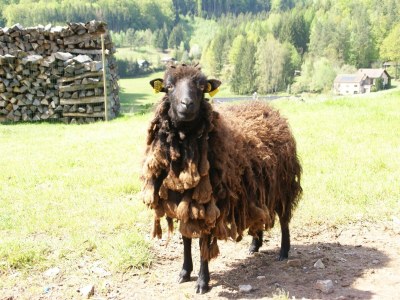 Holiday house Holiday Home in Walscheid near Forest & Lakes - Outdoor photo 40