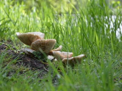 Holiday house Holiday Home in Saint-Omer near Lake & Forest - Outdoor photo 37
