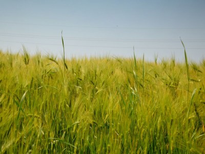 Holiday house Hütte in Wierre-Effroy am Wald - Environment photo 35