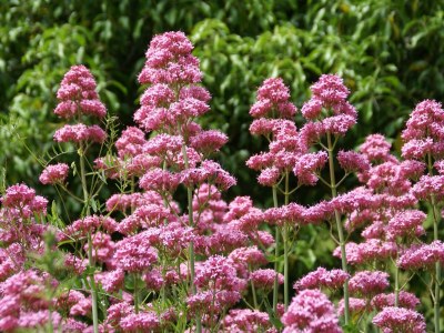 Apartment Villa in Saint-Nectaire near Ski Slopes - Outdoor photo 3