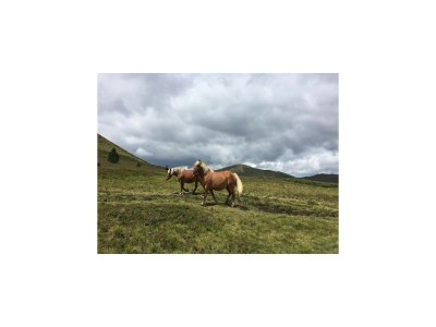 Holiday house Luxuriöses Ferienhaus mit privatem Pool - Environment photo 35