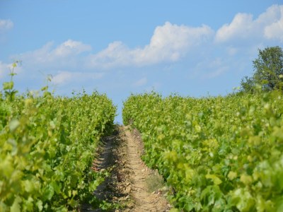 Villa Villa in Le Boulou with Scenic Hilltop Views - Environment photo 22