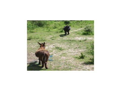 Villa Villa in Pyrenäen mit Bergblick - Environment photo 26