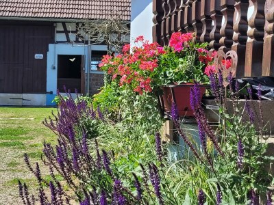 Holiday house Holiday Home Alsace near Vosges Nature Park - Outdoor photo 5