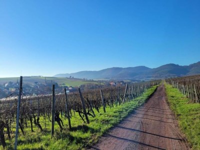 Holiday house Holiday Home Alsace near Vosges Nature Park - Environment photo 38