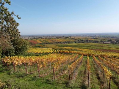 Holiday house Holiday Home Alsace near Vosges Nature Park - Environment photo 39