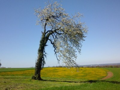 Holiday house Schönes Ferienhaus mit großem Garten - Environment photo 23