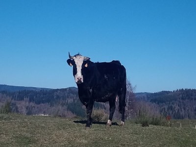 Holiday house Schönes Ferienhaus mit großem Garten - Outdoor photo 36