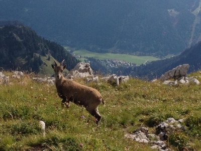 Chalet Chalet in Saint-Jean nahe Skilift - Environment photo 28