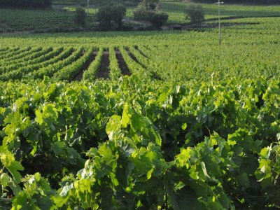 Villa Villa in Cavalaire-sur-Mer am Meer - Environment photo 23