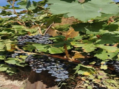 Villa Villa in Vidauban mit privatem Pool - Environment photo 36