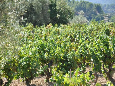 Villa Villa in Vidauban mit privatem Pool - Outdoor photo 39