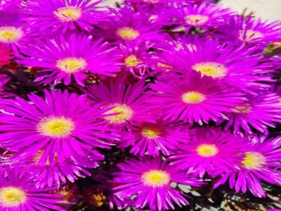 Holiday house Villa in Bagnols mit Pool & Naturparks - Environment photo 29