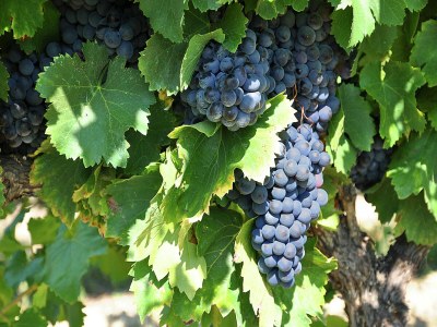 Holiday house Villa in Provence bei Vaison-la-Romaine - Outdoor photo 39