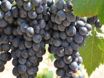 Villa Farmhouse in Carpentras with Pool - Outdoor photo 40