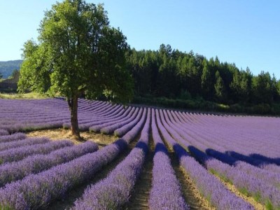 Villa Villa in Malaucène near Mount Ventoux - Environment photo 31
