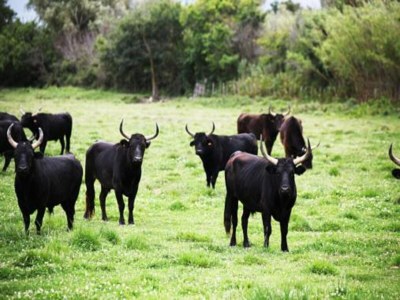 Holiday house Ferienhaus in Lacoste mit Pool - Environment photo 36