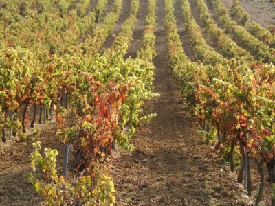 Villa Landhaus in der Provence mit Garten - Environment photo 29