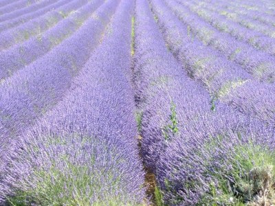 Villa Landhaus in der Provence mit Garten - Outdoor photo 37