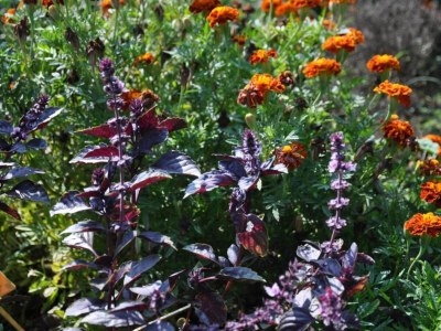 Holiday house Ferienhaus in L'Isle-sur-la-Sorgue mit Pool - Environment photo 34