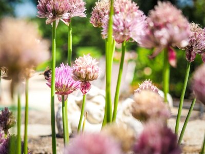 Holiday house Holiday Home Saint-Laurent Pool & Garden - Outdoor photo 4