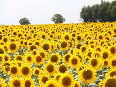 Holiday house Holiday Home Saint-Laurent Pool & Garden - Environment photo 27