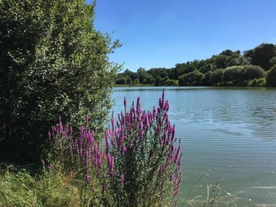 Holiday house Holiday Home Saint-Laurent Pool & Garden - Environment photo 33