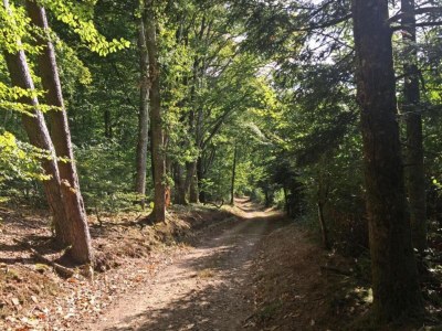 Holiday house Holiday Home in Limousin near Forest - Environment photo 24